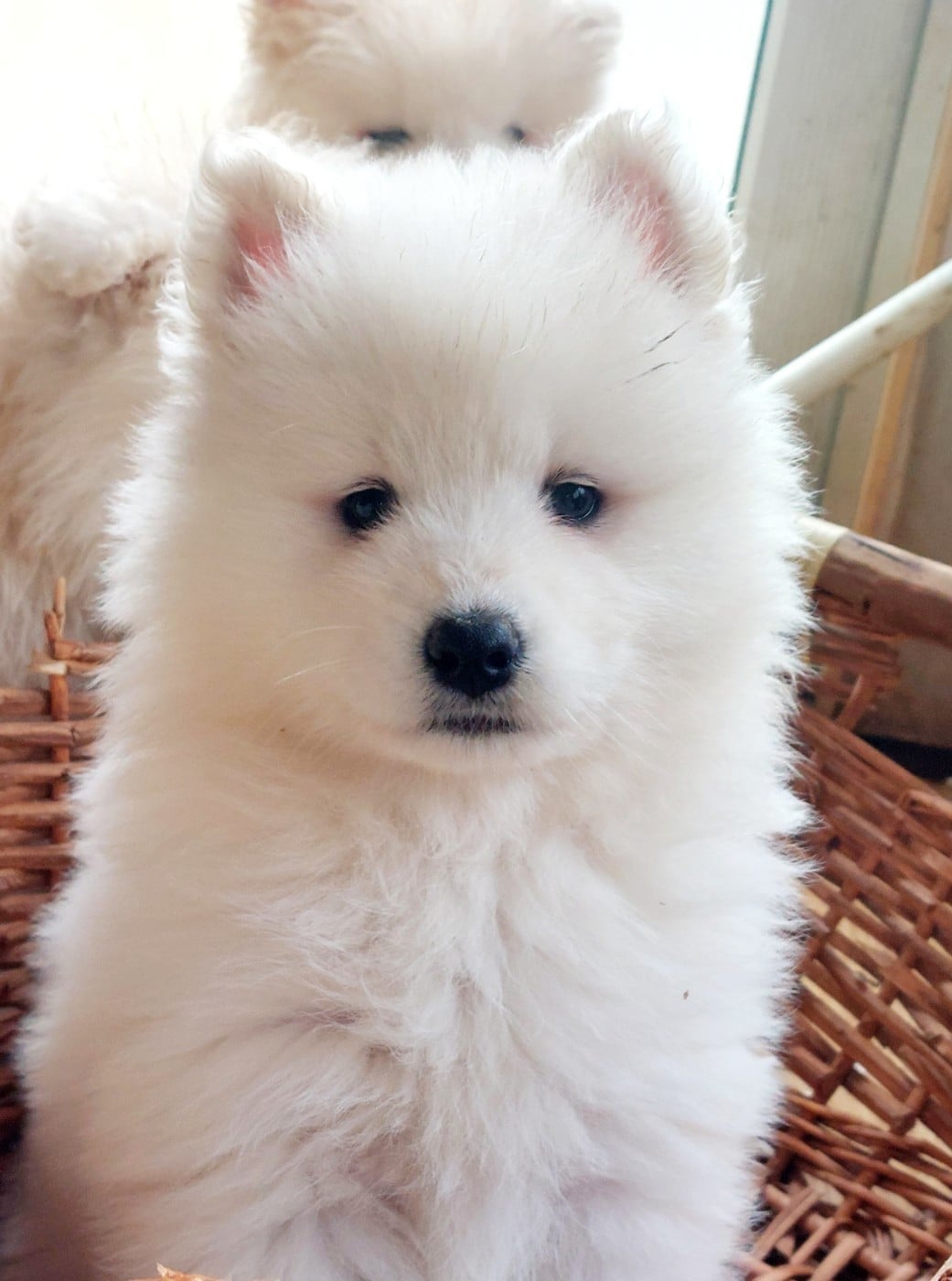 Femelle sans collier - Samoyède