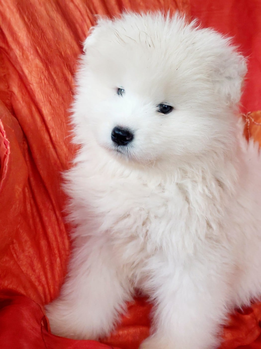 collier bordeau - Samoyède