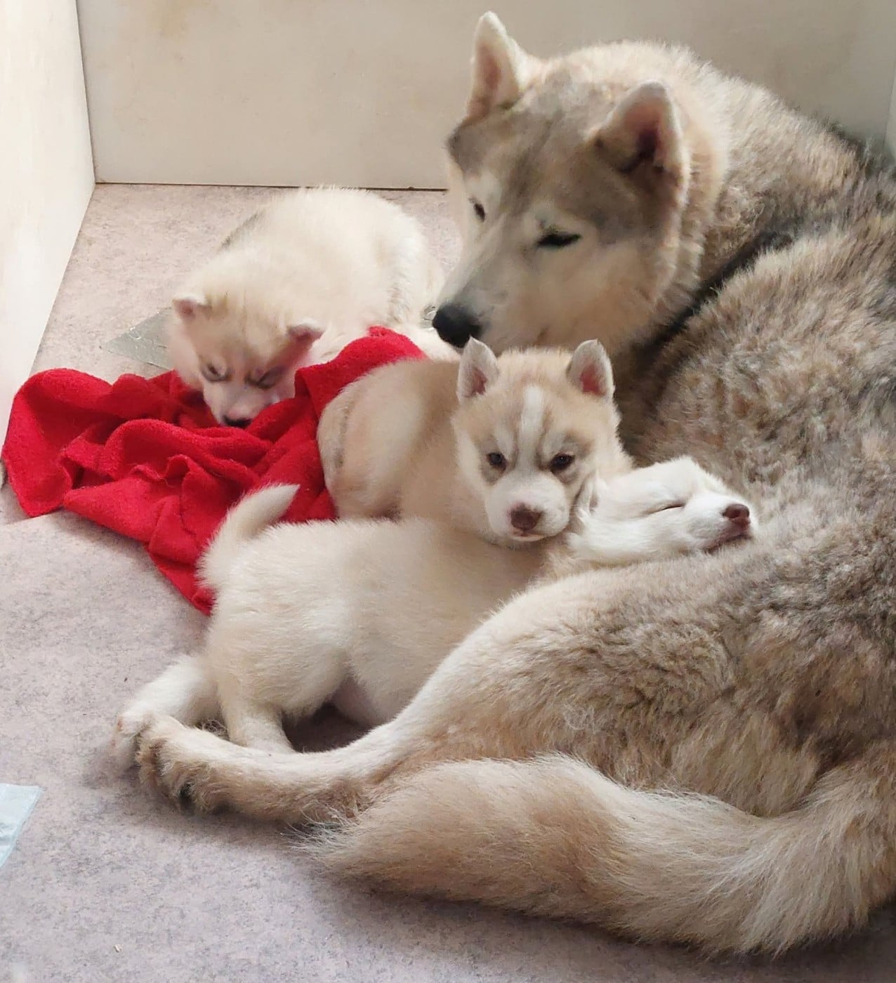 Siberian Husky - Of Moonlight's Rhapsody