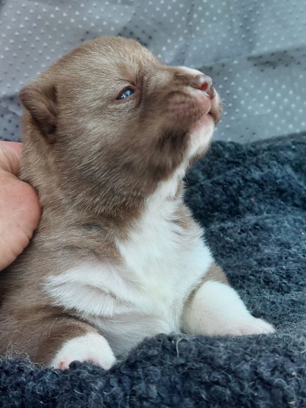 Male mostly chocolat - Siberian Husky