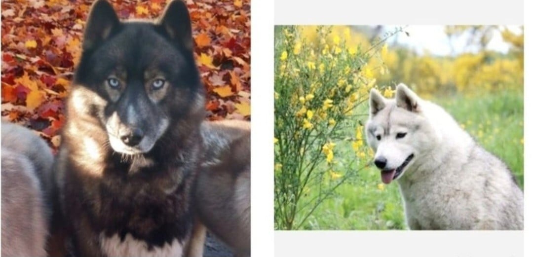 Siberian Husky - Of Moonlight's Rhapsody