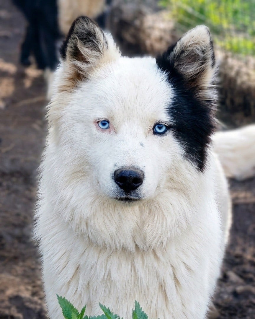 baisse de prix Top chiots Laika * Apolidore* 1090