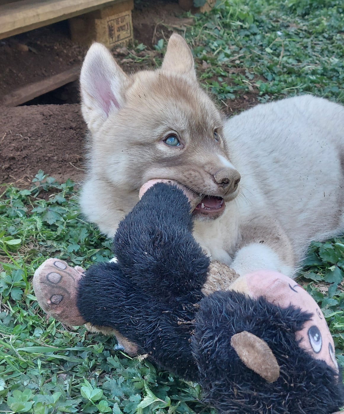 Siberian Husky - Of Moonlight's Rhapsody