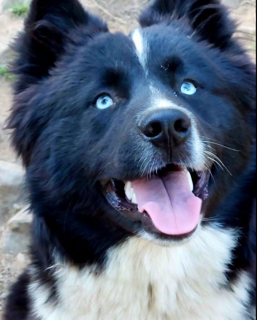 Laika de iakoutie - Of Moonlight's Rhapsody