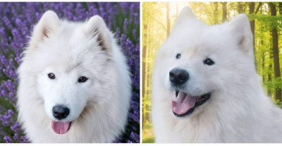 Les chiots de Samoyède