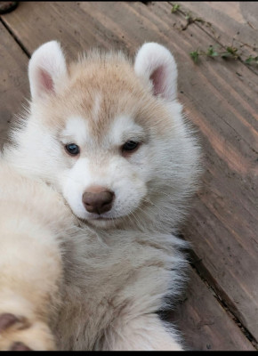Les chiots de Siberian Husky