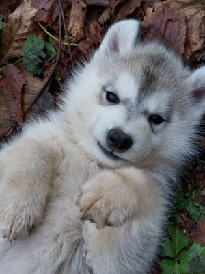 Les chiots de Siberian Husky