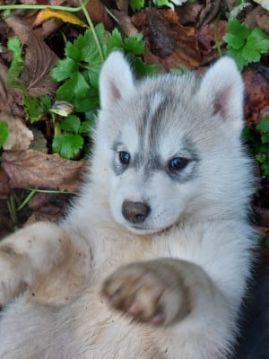 Les chiots de Siberian Husky