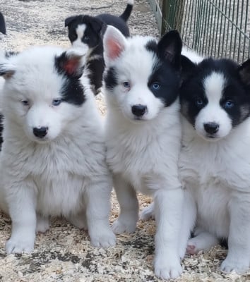 Les chiots de Laika de iakoutie