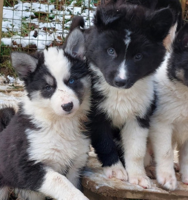 Les chiots de Laika de iakoutie