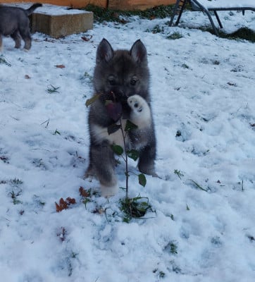 Les chiots de Siberian Husky