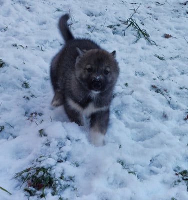 Les chiots de Siberian Husky