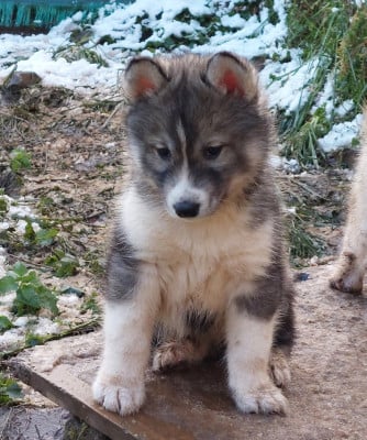 Les chiots de Siberian Husky
