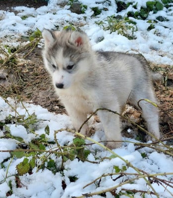 Les chiots de Siberian Husky