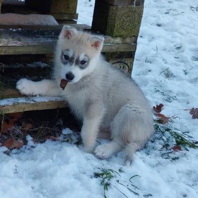 Les chiots de Siberian Husky