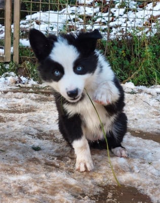 Les chiots de Laika de iakoutie
