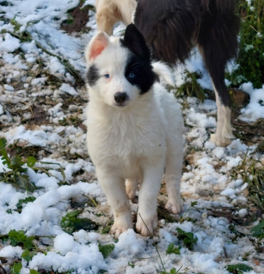 Les chiots de Laika de iakoutie