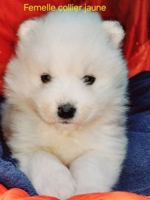 Les chiots de Samoyède