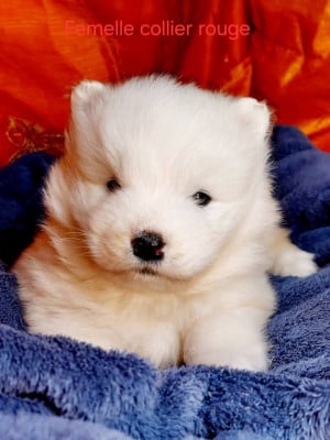 Les chiots de Samoyède