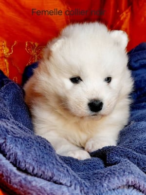 Les chiots de Samoyède