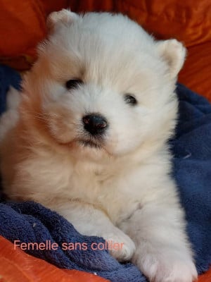 Les chiots de Samoyède