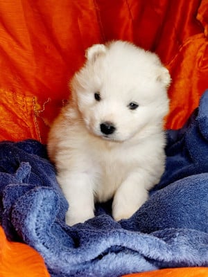 Les chiots de Samoyède