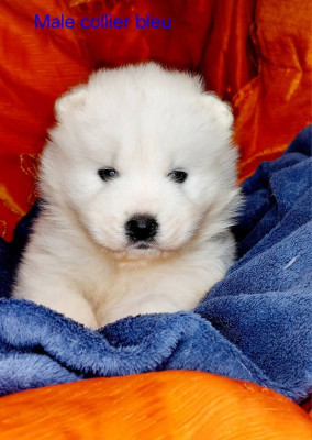 Les chiots de Samoyède