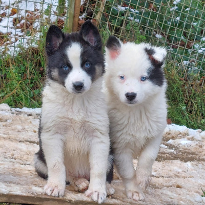 Les chiots de Laika de iakoutie
