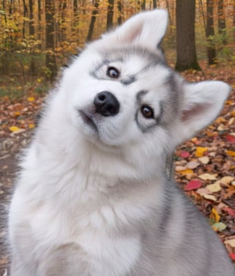 Les chiots de Siberian Husky
