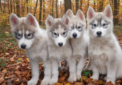 Les chiots de Siberian Husky