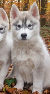 Les chiots de Siberian Husky
