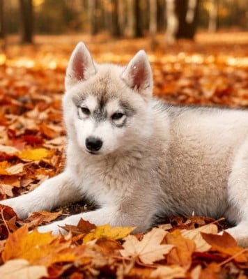 Les chiots de Siberian Husky