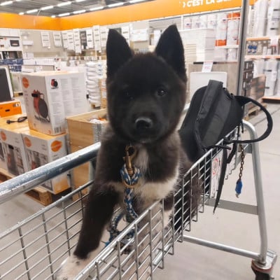 Les chiots de Siberian Husky