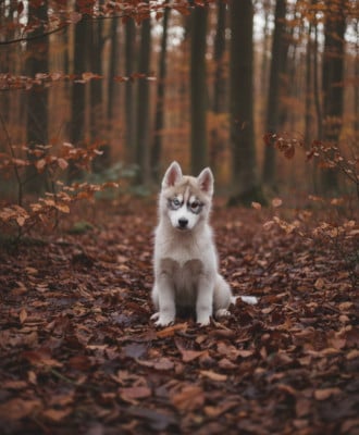 Les chiots de Siberian Husky