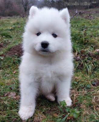 Les chiots de Samoyède