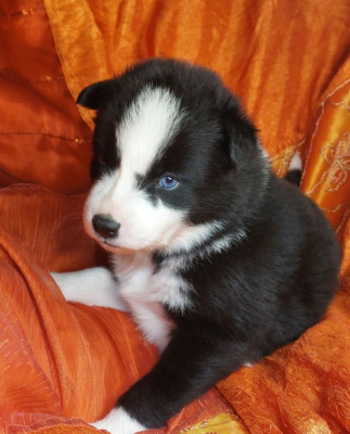 Les chiots de Laika de iakoutie