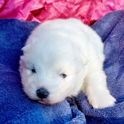 Les chiots de Samoyède