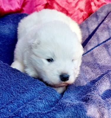 Les chiots de Samoyède