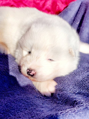 Les chiots de Samoyède