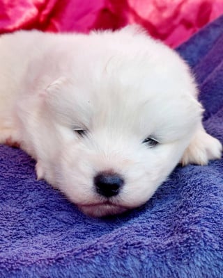 Les chiots de Samoyède