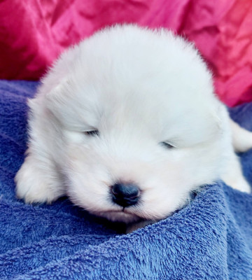 Les chiots de Samoyède