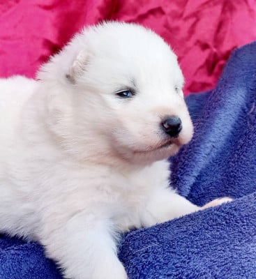 Les chiots de Samoyède