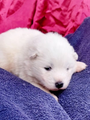 Les chiots de Samoyède