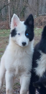 Les chiots de Laika de iakoutie