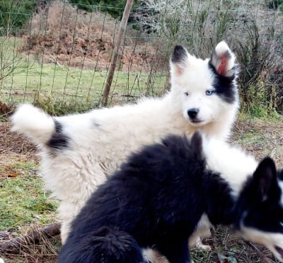 Les chiots de Laika de iakoutie