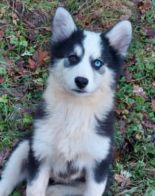 Les chiots de Laika de iakoutie