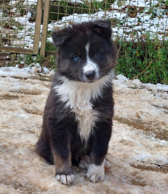 Les chiots de Laika de iakoutie