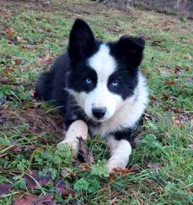 Les chiots de Laika de iakoutie