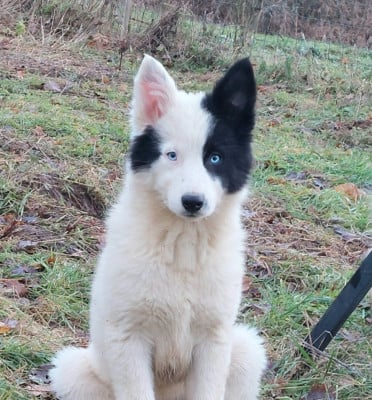 Les chiots de Laika de iakoutie