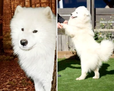 Les chiots de Samoyède